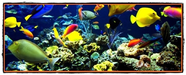 Vietuitoarele dintre recifele Marii bariere de corali